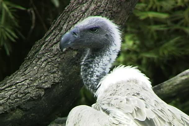 Wild Vulture bird — Stock Video