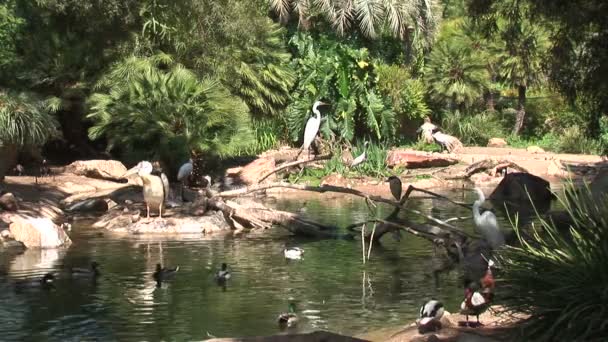 Diferentes aves en el agua — Vídeo de stock