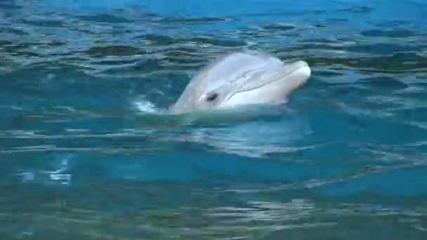 Bebé delfín nadando en el agua — Vídeo de stock