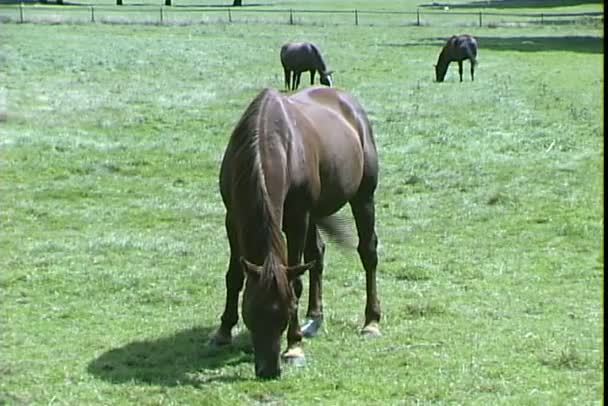 Лошади едят траву на лугу — стоковое видео