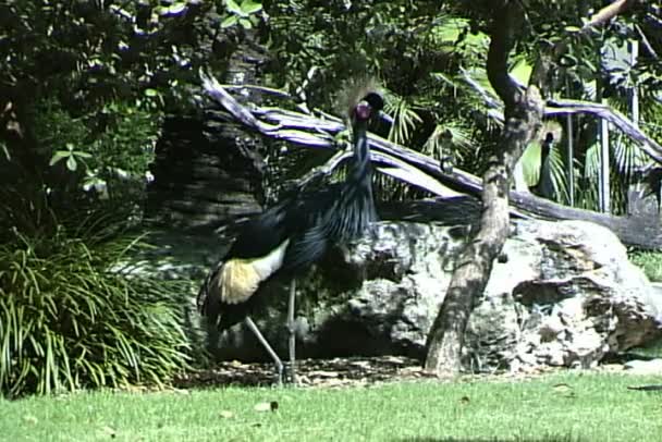 Sand Crane birds in nature — Stock Video