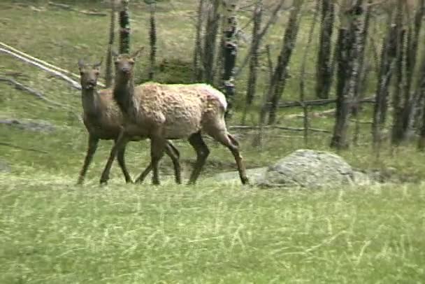 Les wapitis pâturent sur la prairie verte 