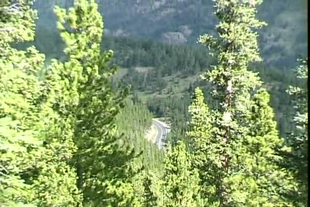 Rocky Mountains Park met dennen — Stockvideo