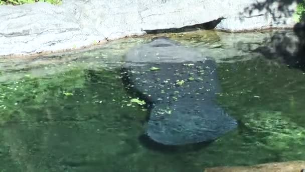 Manatí nadando en el agua — Vídeo de stock