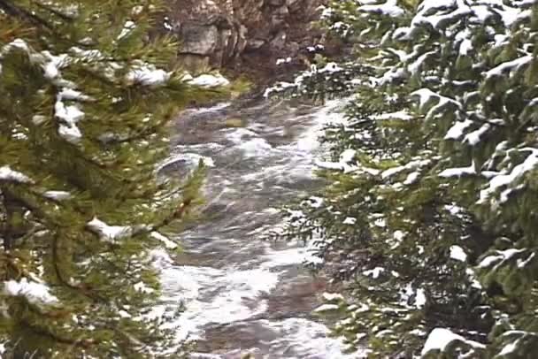 Schneebedeckter Waldbach mit Kiefern — Stockvideo