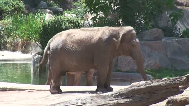 Éléphant d'Asie dans le zoo 