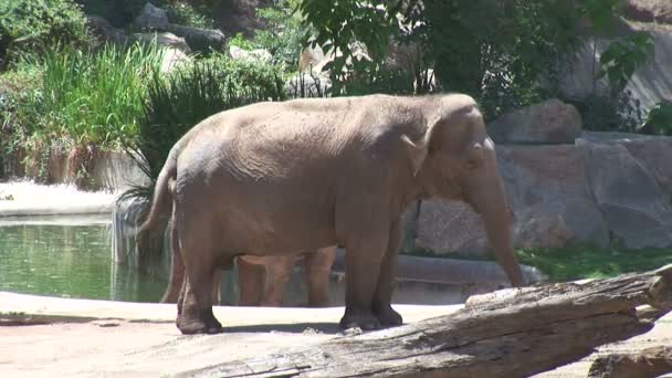 Elefante asiático en zoológico — Vídeo de stock