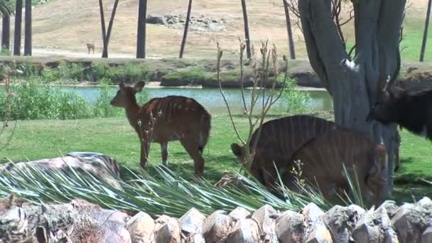 Antelopes and ibex walking in national park — Stock Video