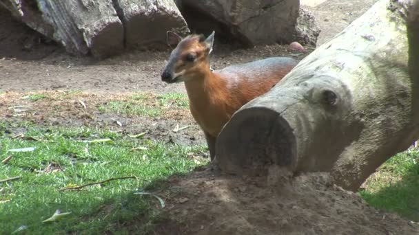 Divoké Kudu pózuje v zoo — Stock video