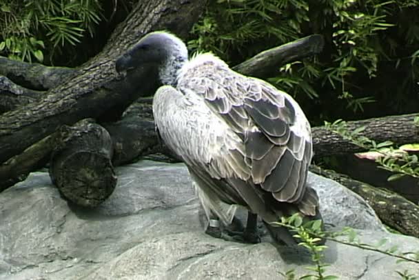 Wild Vulture bird — Stock Video