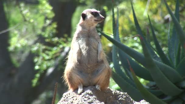 Funny Meerkat on rock in zoo — Stock Video