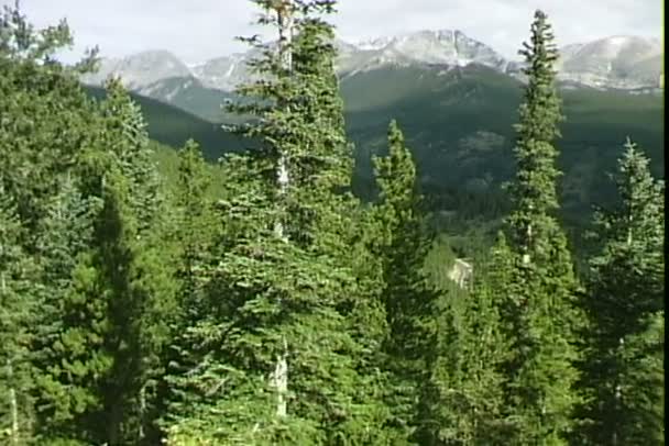 Parque Rockies con pinos — Vídeos de Stock