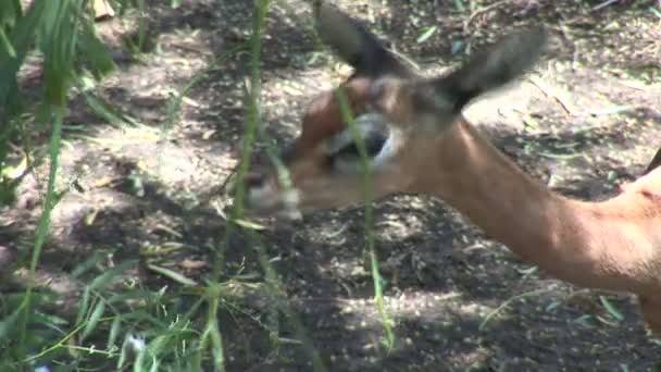 Wild small Gazelle in zoo — Stock Video