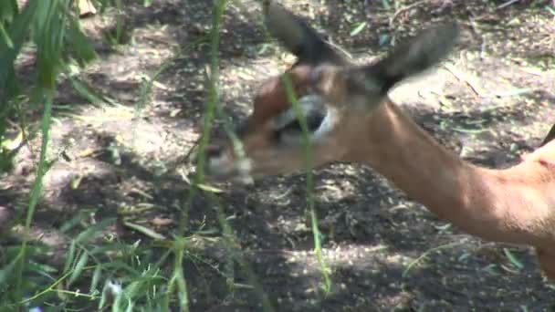 Petite Gazelle sauvage dans le zoo 