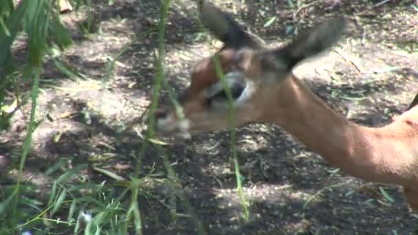 Selvaggia piccola gazzella nello zoo — Video Stock