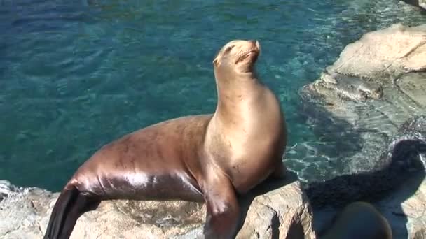 Seal lying on rock — Stock Video