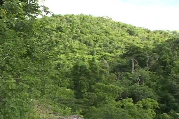 Foresta tropicale della giungla — Video Stock