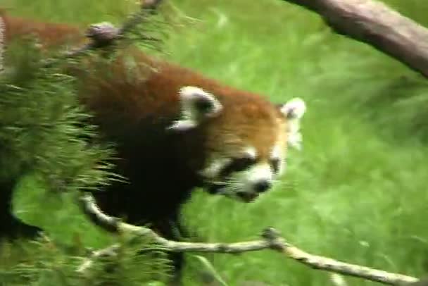 Röd panda i zoo — Stockvideo