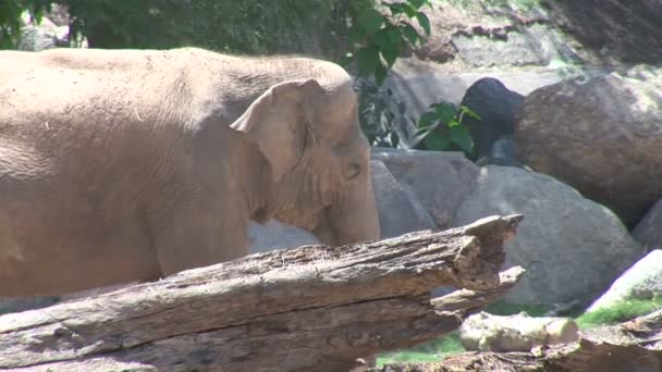 Elefante asiático en zoológico — Vídeo de stock