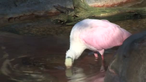 Spoonbill in water lake — Stock Video