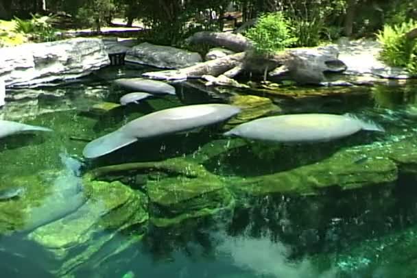 Manatíes nadando en el agua — Vídeo de stock