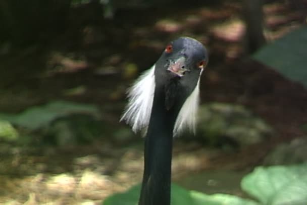 Sand Crane bird in nature — Stock Video