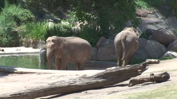 Éléphants d'Asie dans le zoo 