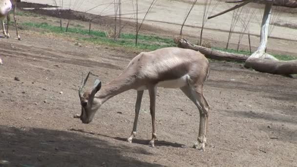 Petite Gazelle sauvage dans le zoo 