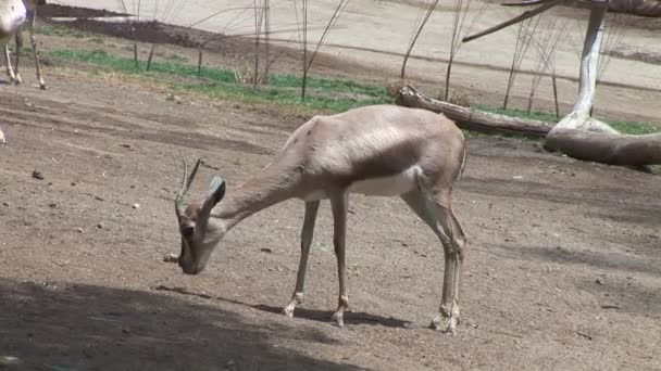 Άγρια Gazelle μικρά στο ζωολογικό κήπο — Αρχείο Βίντεο