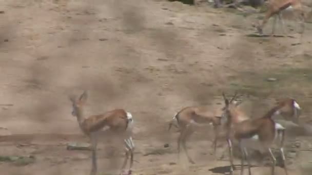 Antilopes sauvages pâturant sur la prairie — Video