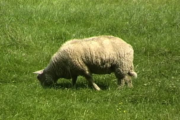 Ovejas comiendo hierba en el prado — Vídeos de Stock