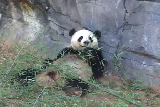 Панда ест листья в зоопарке — стоковое видео