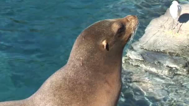 Sello acostado en la roca — Vídeo de stock