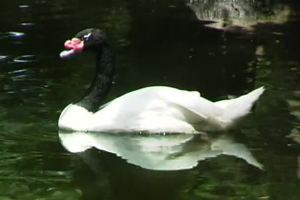 Swan simning i sjövatten — Stockvideo