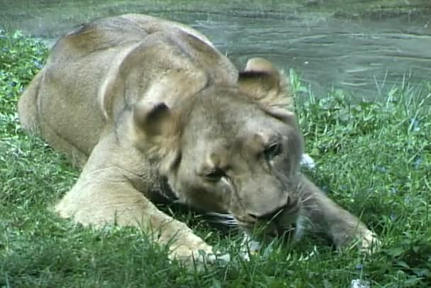 Lionne mange de la viande dans le zoo — Video