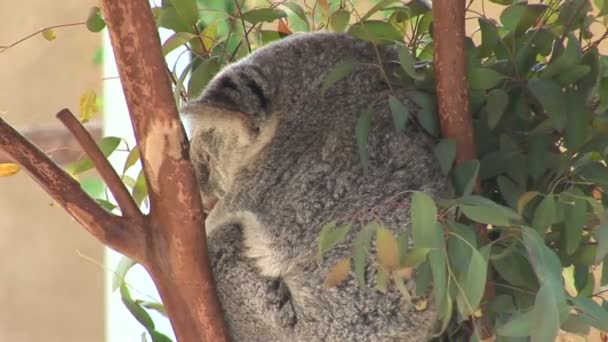 Koala duerme en la rama del árbol — Vídeos de Stock