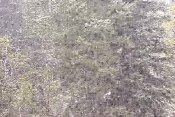 Chutes de neige dans la forêt d'hiver 