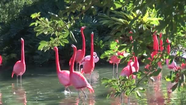 Фламинго в воде у берега — стоковое видео