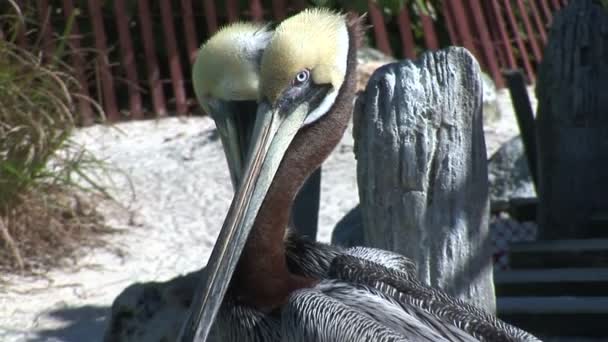 Pélicans brun sauvage dans le zoo — Video