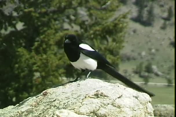 Eichelhäher auf Bergfelsen — Stockvideo