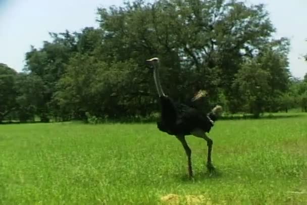 Autruche Marcher sur l'herbe verte — Video