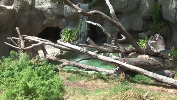 Черный медведь гуляет в зоопарке — стоковое видео