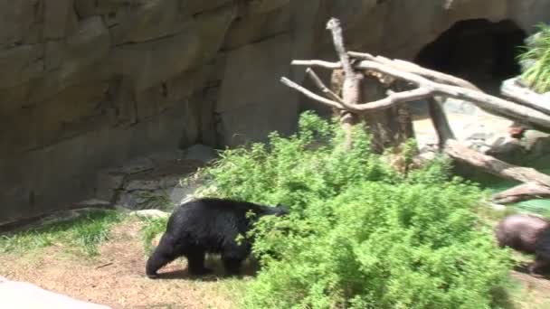 Черные медведи ходить в зоопарк — стоковое видео