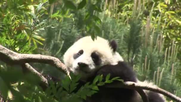 Panda, ležící na větev stromu