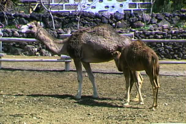 Camello madre con niño en el zoológico — Vídeo de stock