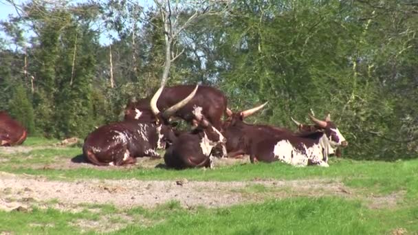 Longhorns пасуть корів на лузі — стокове відео