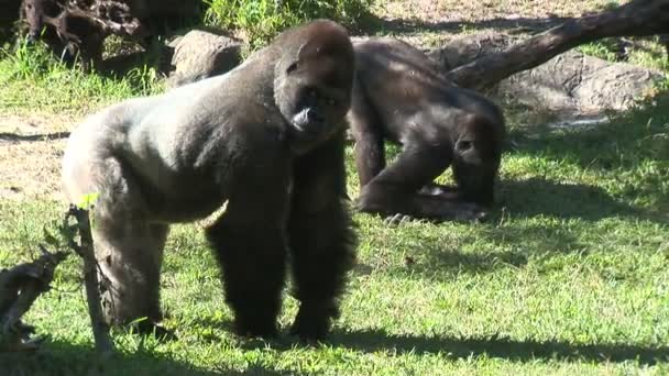 Mono gorila grande — Vídeo de stock