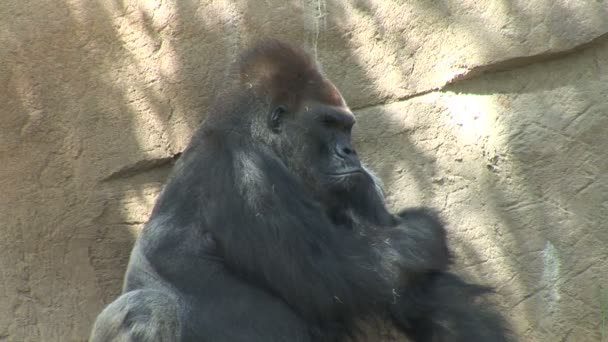 Большая обезьяна гориллы — стоковое видео