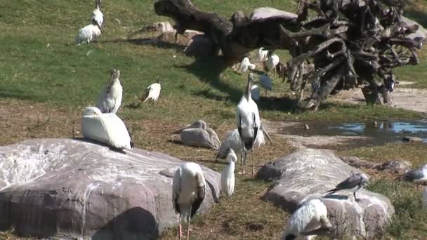 Cigüeñas y gaviotas en el parque nacional — Vídeos de Stock