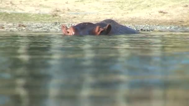 野生のカバ水泳 — ストック動画
